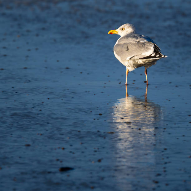 istock Seagull in the Wadden Sea 1935149098