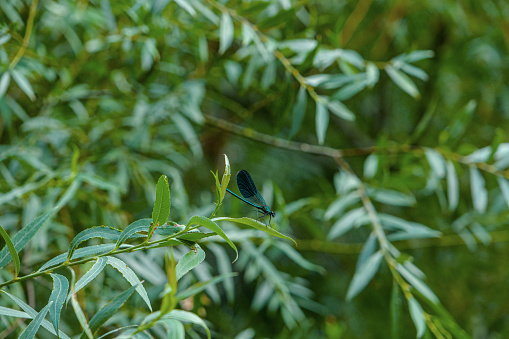 A blue-winged insect in greenery, Usak