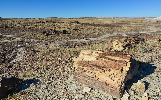 The trunks of petrified trees, multi-colored crystals of minerals. Petrified Forest National Park, Arizona