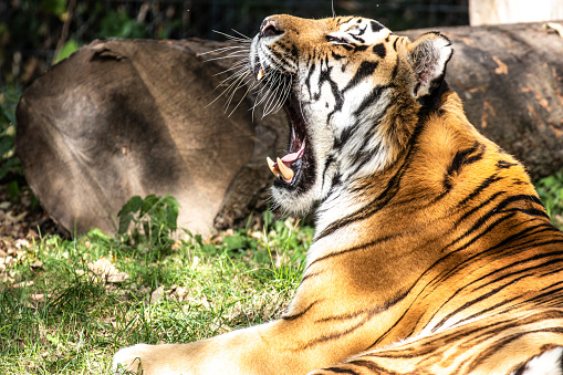 wild bengal female tiger or panthera tigris flehmen response or reaction face expression behavior in natural green background in safari at jim corbett national park forest reserve uttarakhand india