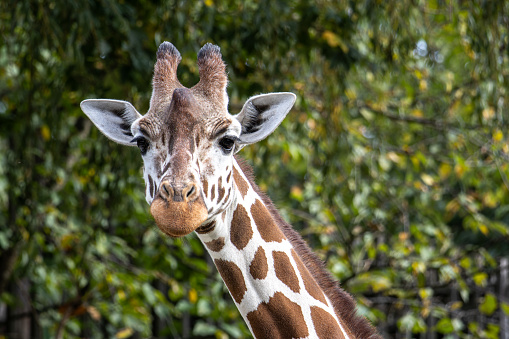 Giraffes head close up