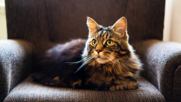 istock beautiful mainecoon cat with long hair 1935159244