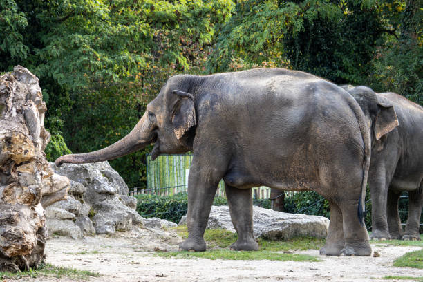 istock The Asian elephant, Elephas maximus also called Asiatic elephant 1935160307