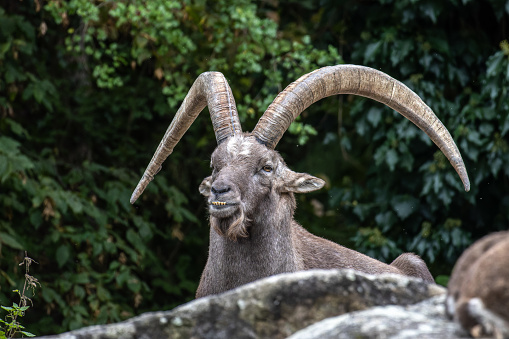 Male mountain ibex - capra ibex on a rock living in the European alps