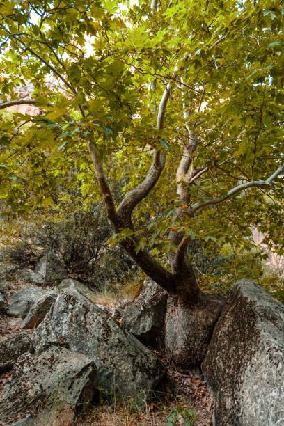 istock River and forest views from Cilandiras canyon 1935161381