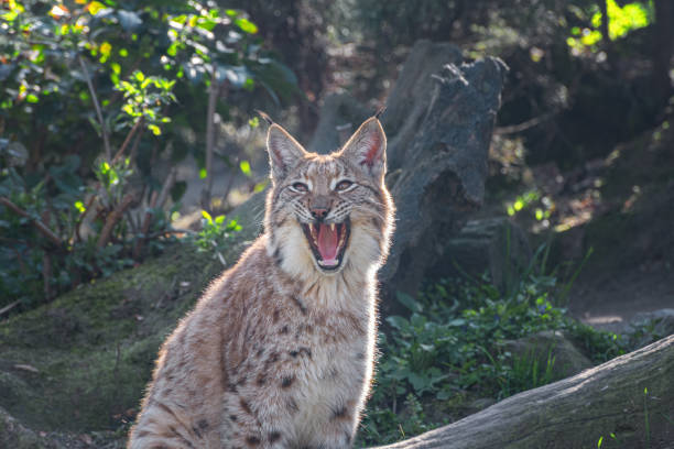 Lynx at Randers Regnskov, Randers Rain Forest, Denmark. Photographed during feeding.