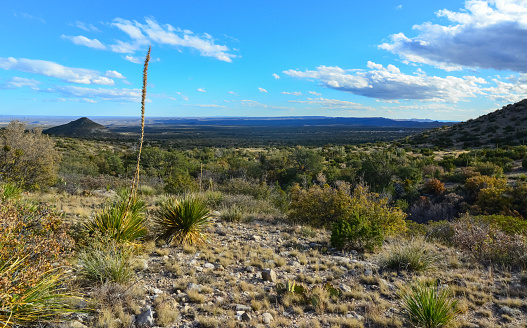 Agave, yucca, cacti and desert plants in a mountain valley landscape in New Mexico,