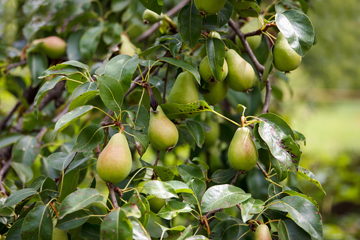 Yellow pears grow and ripening on a tree in a beautiful fruit garden on green background. Rich pear crop grows on tree. Focus on pears