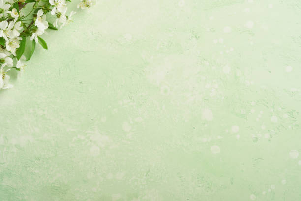 istock Passover blooming white apple or cherry blossom on green background. Happy Passover background. Spring Easter background. World environment day. Easter, Birthday, womens day holiday. Top view Mock up. 1935174198