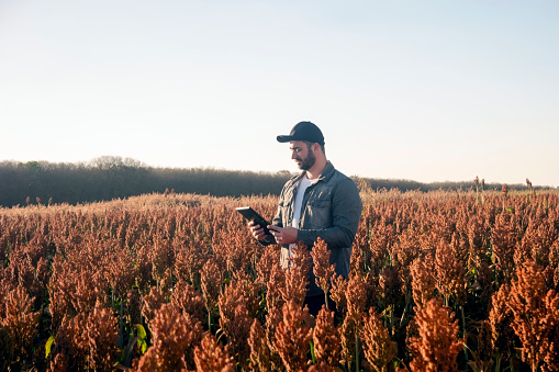 Photo of a man in a sorghum plantation. Agronomist.