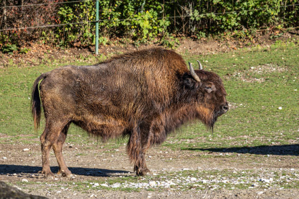 The european bison bisons buffalo buffalos wisent in Bielaviezskaja Pusca National Park Bialowieza Forest Kamyanyets District Brest Region Belarus.