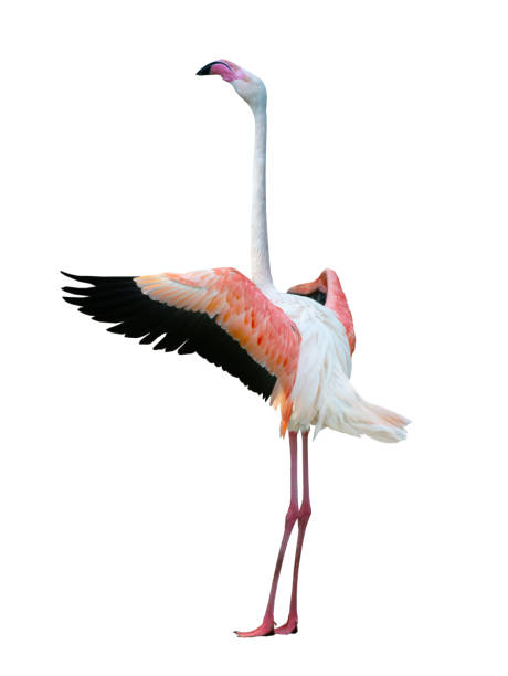 istock flamingo with outstretched wings isolated on white background 1935178585