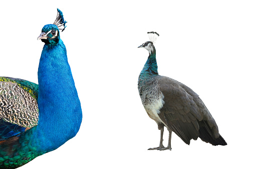 Indian peacock mali and female isolated on white background