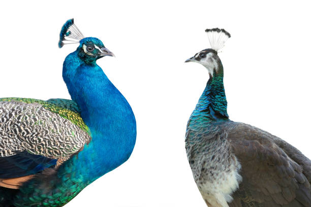 istock male and female peacock standing isolated on white background 1935179149