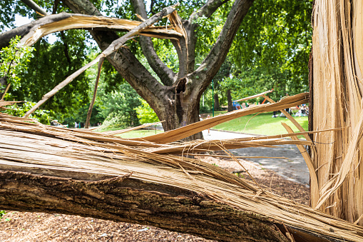 Two trees are splintered in half after a severe storm hit an Atlanta park the night before.