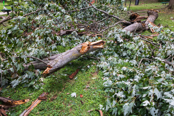 a fallen tree with fragments of wood. Aftermath of the storm.