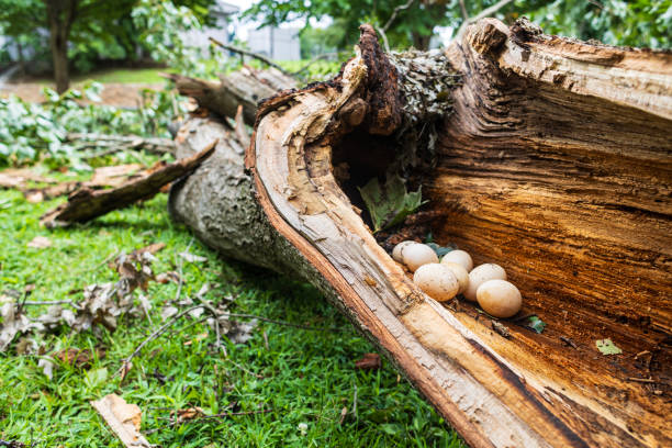 Fallen tree in parking lot after Hurricane Milton in Sarasota, Florida