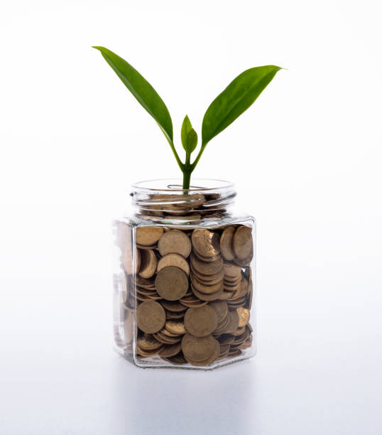 istock Young plant growing from coin jar 1935195506