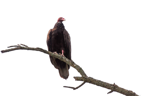 istock Turkey Vulture on a White Background 1935195727