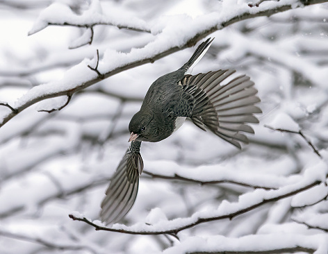 Junco bird in flight, exceptional close-up stop-action, animal motion capture.