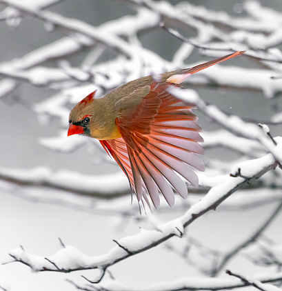 Female cardinal in flight amid snow covered tree branches after snow storm.