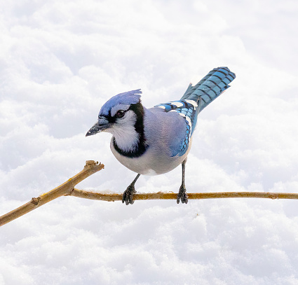 Male blue jay bird perching on branch over snow.