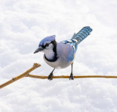 Blue jay bird perching on branch