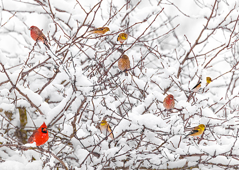 Many colorful birds perch in snow covered tree, these are finches and one cardinal.