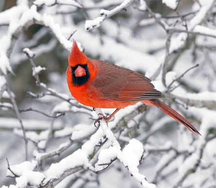 Beautiful red male cardinal bird perched in snow covered branches after blizzard snow storm.