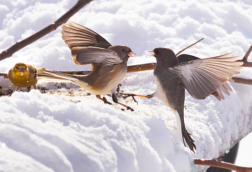 Male and female junco birds fighting while in flight.