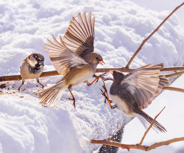 Male and female junco birds fighting while in flight.
