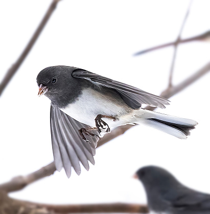 Junco bird in flight, exceptional close-up stop-action, animal motion capture.