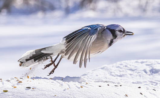 Blue jay bird in flight and in graceful motion, close-up, in Winter snow.