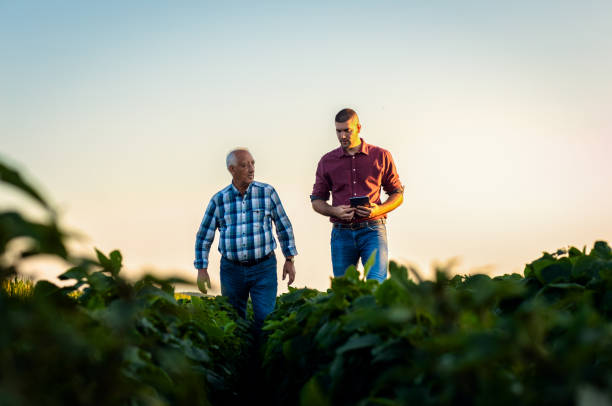 Two farmers walking in a field examining soy crop. stock photo