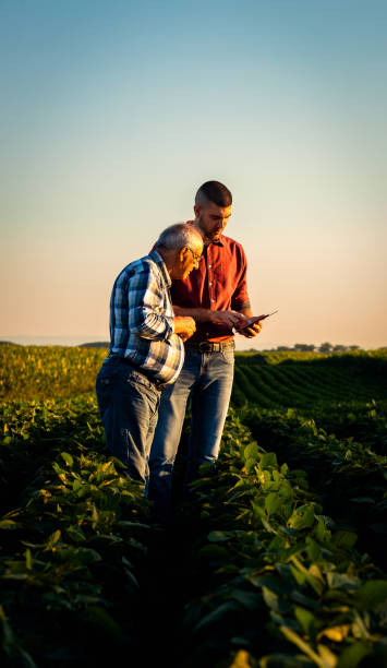 istock Two farmers in a field examining soy crop while using tablet at sunset. 1935212158