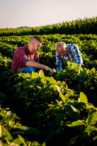 istock Two farmers standing in a field examining soy crop. 1935212694