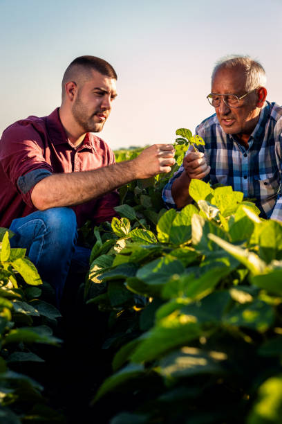 istock Two farmers standing in a field examining soy crop. 1935212698