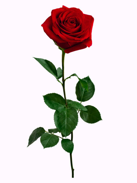 istock Dark red rose with green leaves isolated on white 1935223867