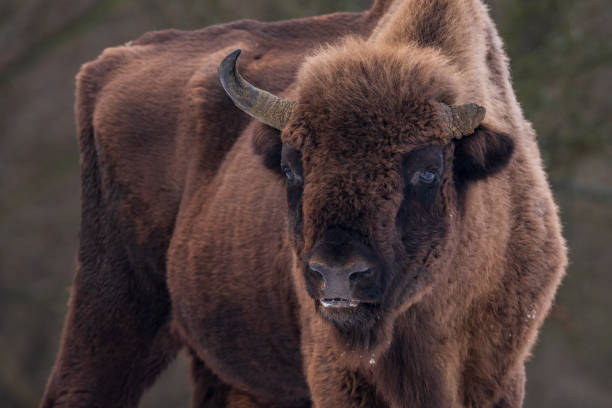 istock Look of a bison with one horn 1935225466