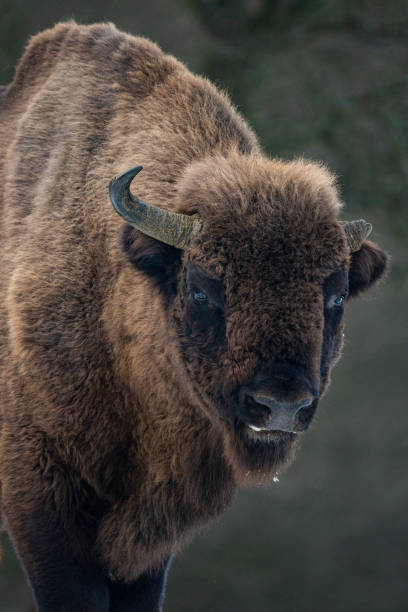 istock Look of a bison with one horn 1935225474