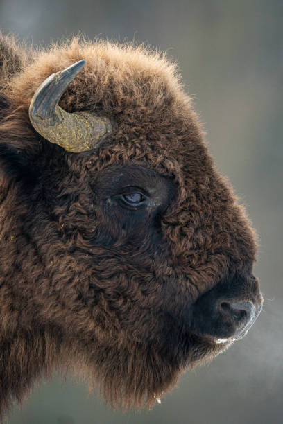 European bison profile close-up