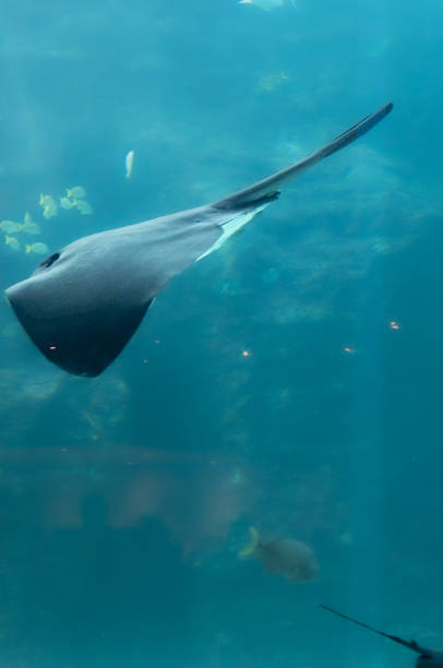 istock Pretty stingray in a large aquarium 1935238557