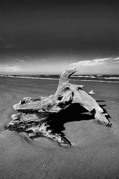 istock beach of  boccasette 1935242215