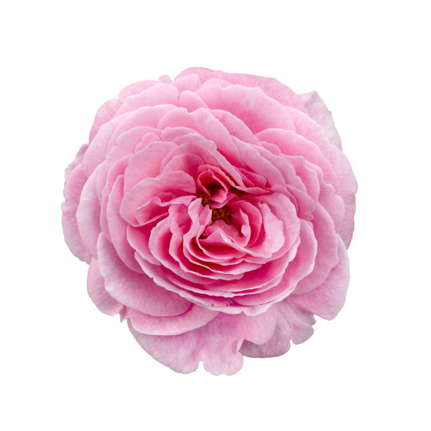istock Fresh beautiful pink rose isolated on white background 1935244862