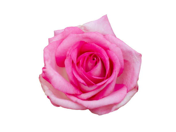 istock Fresh beautiful pink rose isolated on white background 1935245264