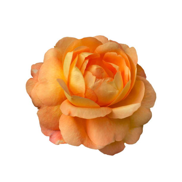 Bogota, Colombia - A blooming rose in its natural state in the garden. Colombia in South America, is famous for its flowers. Photo shot in the morning sunlight; horizontal format. Close-up.