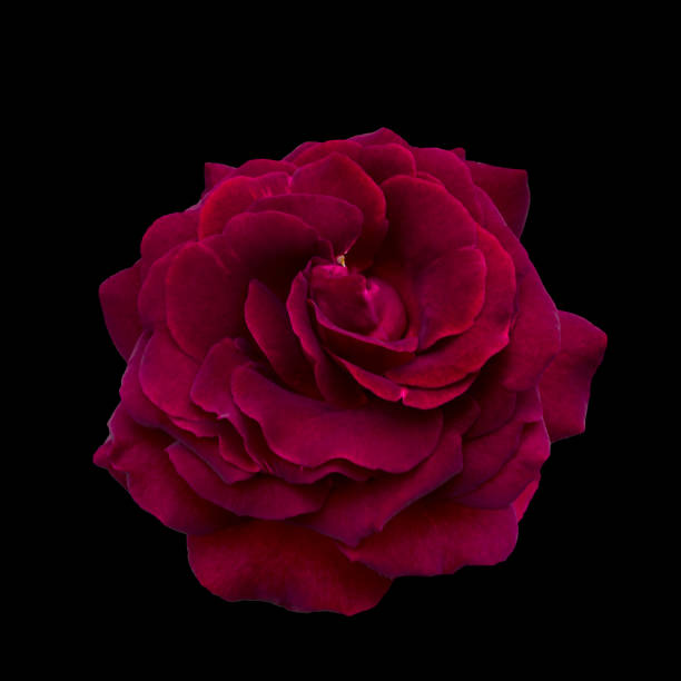 istock Dark red rose is on black background 1935245389