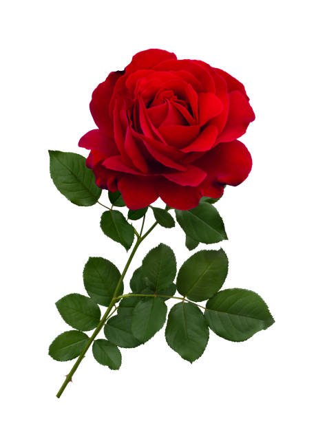 istock Dark red rose with green leaves isolated on white 1935247517