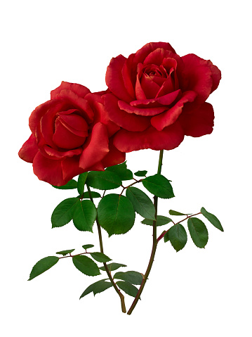 Two dark red roses with green leaves isolated on white background
