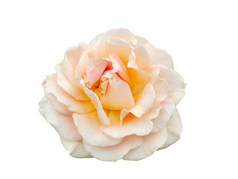 Fresh beautiful beige pink rose isolated on a white background. Detail for creating a collage